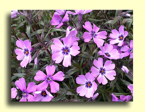 Phlox subulata 'Purple Beauty'