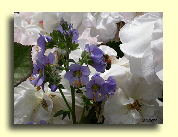 Polemonium caeruleum ou Valériane grecque