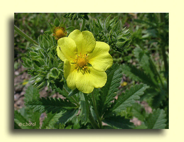 Potentilla recta var. pallida, Potentille dressée