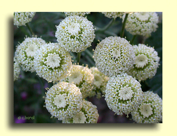 Santolina chamaecyparissus 'Edward Bowles'