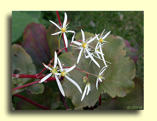Saxifraga cortusifolia var. fortunei 'Rubrifolia'