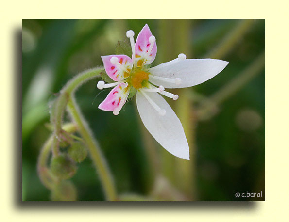 Saxifraga stolonifera, Saxifrage stolonifère  araignée