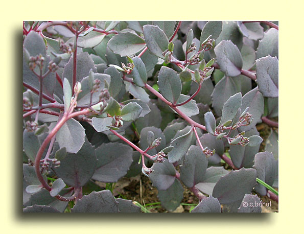 Sedum 'Bertram Anderson'