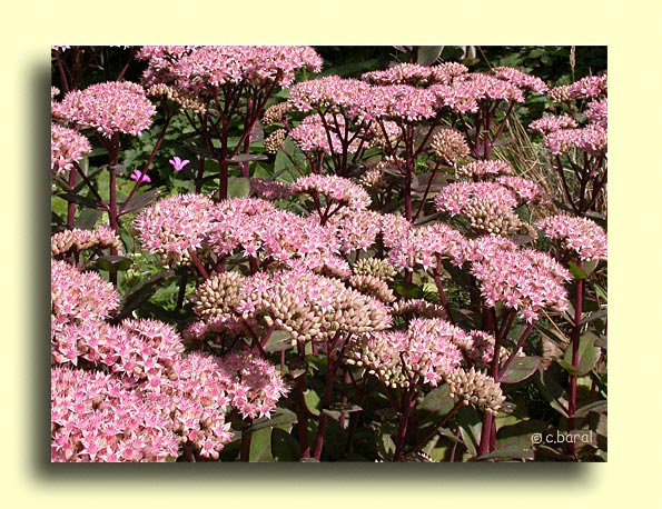 Sedum telephium 'Matrona'