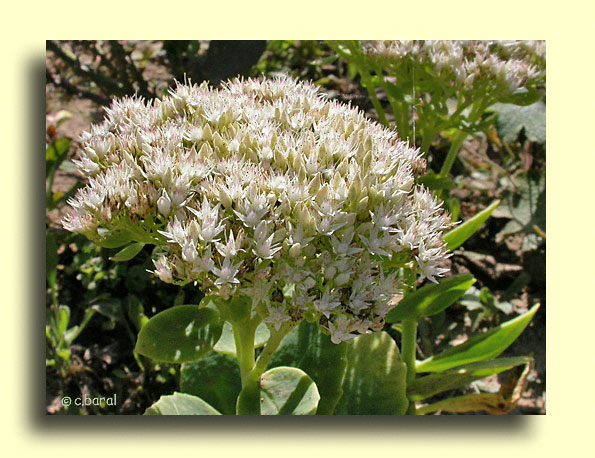 Sedum spectabilis 'Stardust'