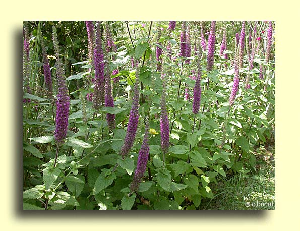 Teucrium hircanicum, Germandrée iranienne