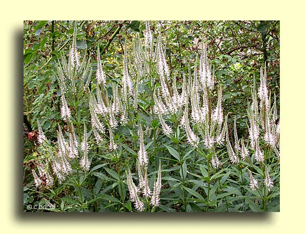 Veronicastrum virginicum