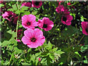 Géranium psilostemon