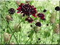 Scabiosa atropurpurea 'Chile Black', Scabieuse