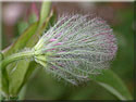 Trifolium rubens