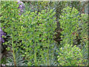 Euphorbe des garrigues, Euphorbia characias