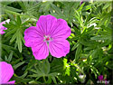 Géranium sanguineum