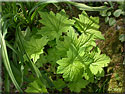 Heuchera villosa 'Chantilly', Heuchère 'Chantilly'