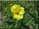 Potentille recta pallida