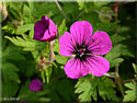 Géranium Anne Thomson