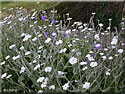 Lychnis coronaria