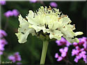 Cephalaria gigantea
