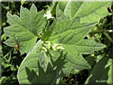 Boehmeria platanifolia