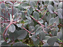 Sedum 'Bertram Anderson' (Orpin)