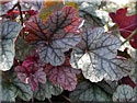 Heuchera 'Silver Scrolls', Heuchère