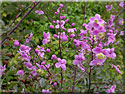 Thalictrum rochebrunnianum