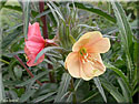 Oenothera versicolor 'Sunset Boulevard', Onagre