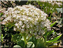 Sedum spectabilis 'Stardust', Sdum spectabile