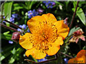 Benote 'Coppertone', Geum rivale 'Coppertone'