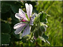 Géranium renardii