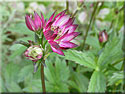 Astrantia major