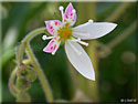 Saxifraga stolonifera