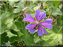 Géranium Philippe Vapelle