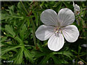 Géranium clarkei
