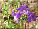 Campanula collina