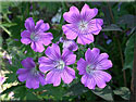 Géranium Sirak