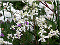  Clématite raide, Clematis recta