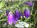 Campanule 'Kent Belle'