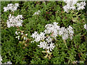 Orpin blanc, Sedum album