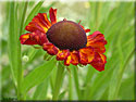 Helenium 'Rotkäppchen'