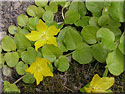 Lysimachia nummularia, Lysimaque rampante