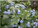 Brunnera 'Jack Frost'