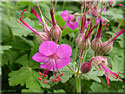 Géranium macrorrhizum