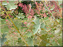 Macleaya microcarpa