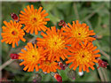 Hieracium aurantiacum