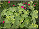 Alchemilla mollis, Manteau de Notre-Dame