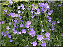 Campanula  persicifolia