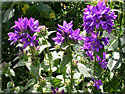 Campanule agglomérée, Campanula glomerata