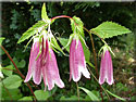 Campanula takesimana 'Elisabeth'
