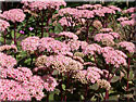 Sedum telephium 'Matrona'