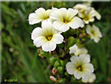 Sisyrinchium striatum